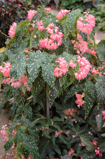 B. ‘Flamingo Queen’